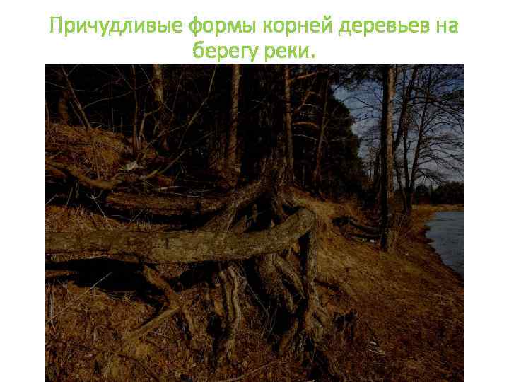 Причудливые формы корней деревьев на берегу реки. 