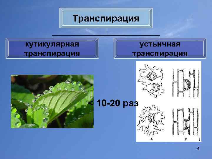 Транспирация кутикулярная транспирация устьичная транспирация < 10 -20 раз 4 