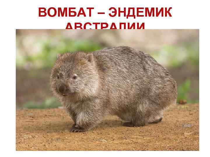 ВОМБАТ – ЭНДЕМИК АВСТРАЛИИ 