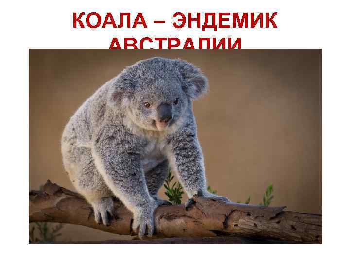КОАЛА – ЭНДЕМИК АВСТРАЛИИ 