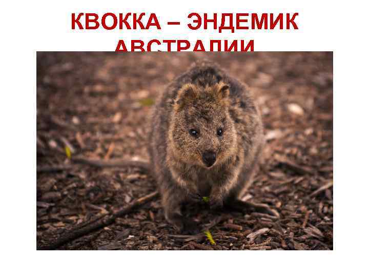 КВОККА – ЭНДЕМИК АВСТРАЛИИ 