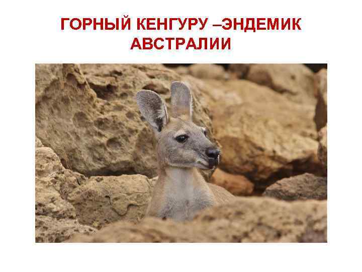 ГОРНЫЙ КЕНГУРУ –ЭНДЕМИК АВСТРАЛИИ 