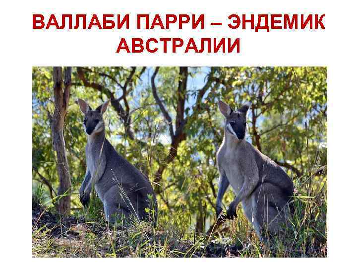 ВАЛЛАБИ ПАРРИ – ЭНДЕМИК АВСТРАЛИИ 