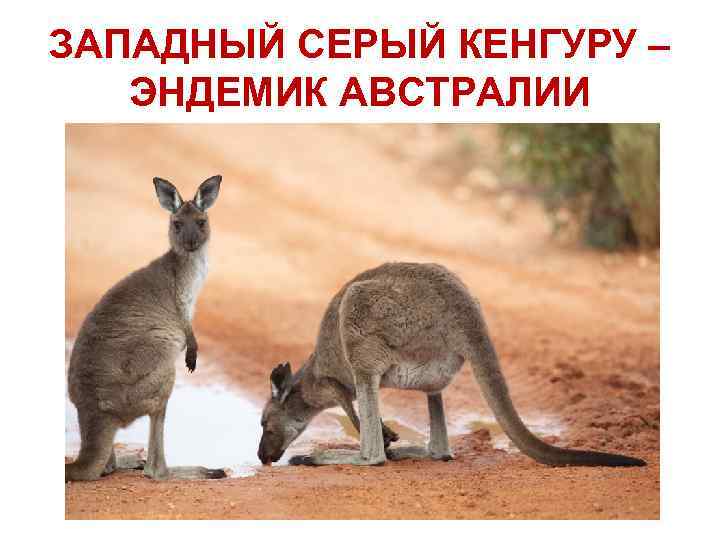 ЗАПАДНЫЙ СЕРЫЙ КЕНГУРУ – ЭНДЕМИК АВСТРАЛИИ 
