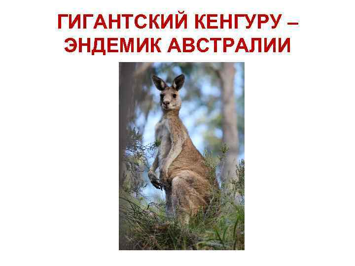 ГИГАНТСКИЙ КЕНГУРУ – ЭНДЕМИК АВСТРАЛИИ 