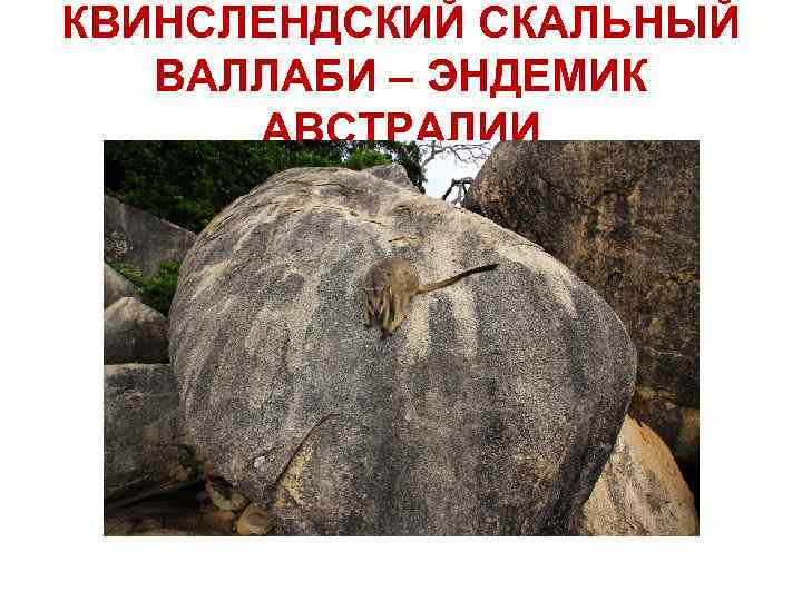 КВИНСЛЕНДСКИЙ СКАЛЬНЫЙ ВАЛЛАБИ – ЭНДЕМИК АВСТРАЛИИ 