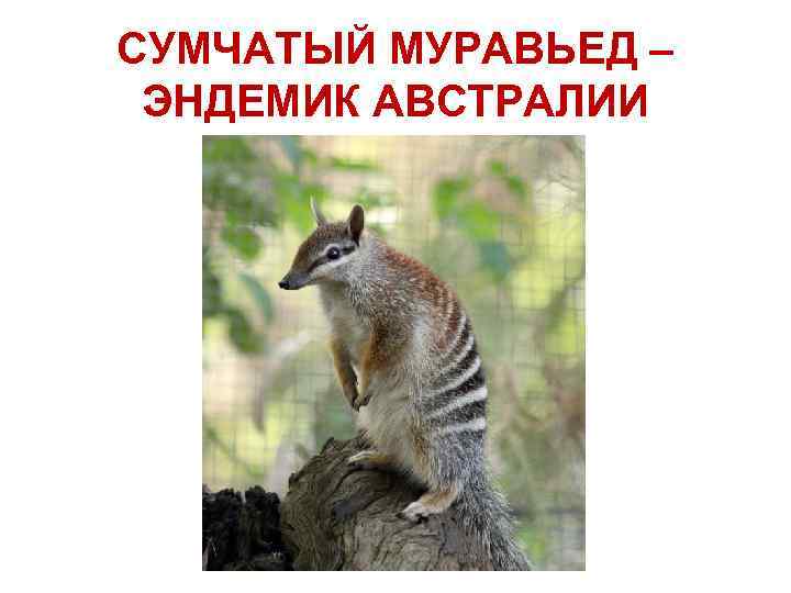 СУМЧАТЫЙ МУРАВЬЕД – ЭНДЕМИК АВСТРАЛИИ 