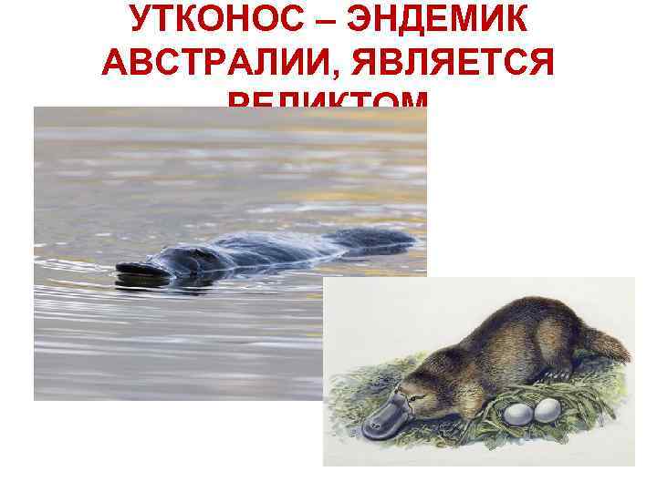 УТКОНОС – ЭНДЕМИК АВСТРАЛИИ, ЯВЛЯЕТСЯ РЕЛИКТОМ 