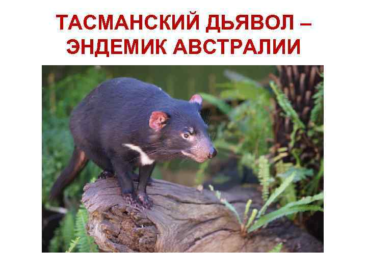 ТАСМАНСКИЙ ДЬЯВОЛ – ЭНДЕМИК АВСТРАЛИИ 