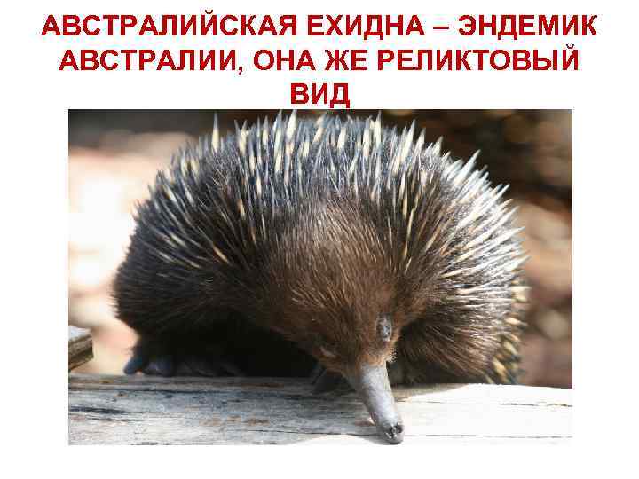 АВСТРАЛИЙСКАЯ ЕХИДНА – ЭНДЕМИК АВСТРАЛИИ, ОНА ЖЕ РЕЛИКТОВЫЙ ВИД 