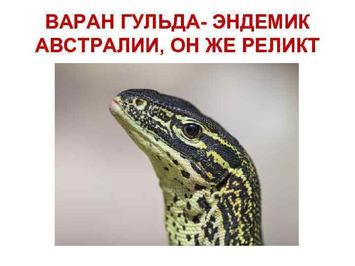 ВАРАН ГУЛЬДА- ЭНДЕМИК АВСТРАЛИИ, ОН ЖЕ РЕЛИКТ 