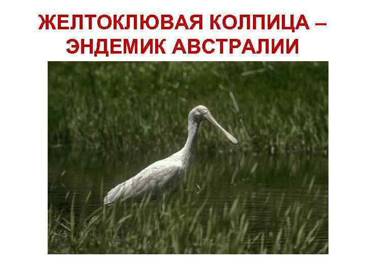 ЖЕЛТОКЛЮВАЯ КОЛПИЦА – ЭНДЕМИК АВСТРАЛИИ 