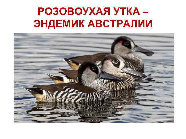 РОЗОВОУХАЯ УТКА – ЭНДЕМИК АВСТРАЛИИ 