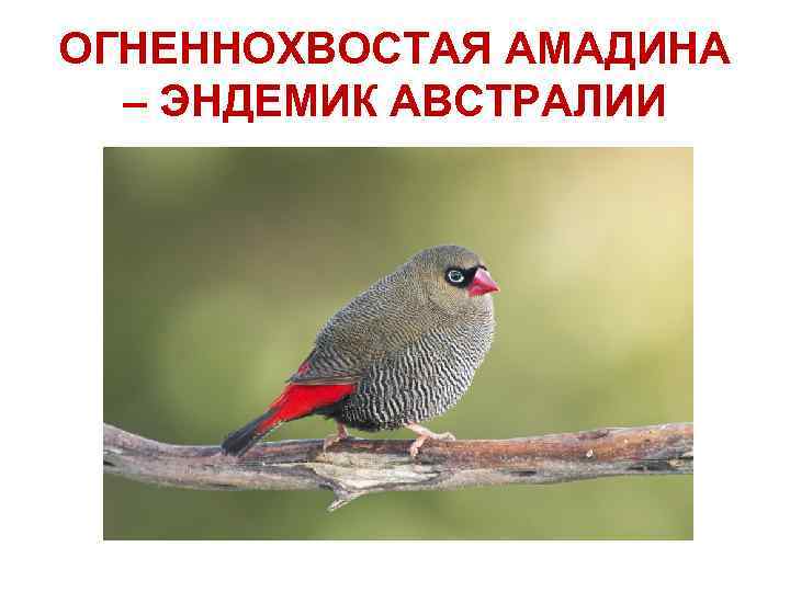 ОГНЕННОХВОСТАЯ АМАДИНА – ЭНДЕМИК АВСТРАЛИИ 