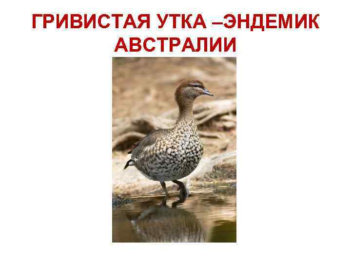 ГРИВИСТАЯ УТКА –ЭНДЕМИК АВСТРАЛИИ 