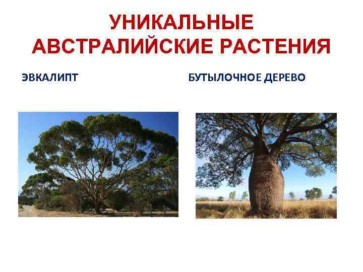 УНИКАЛЬНЫЕ АВСТРАЛИЙСКИЕ РАСТЕНИЯ ЭВКАЛИПТ БУТЫЛОЧНОЕ ДЕРЕВО 