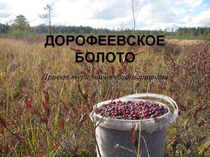 ДОРОФЕЕВСКОЕ БОЛОТО Проект туристического маршрута 