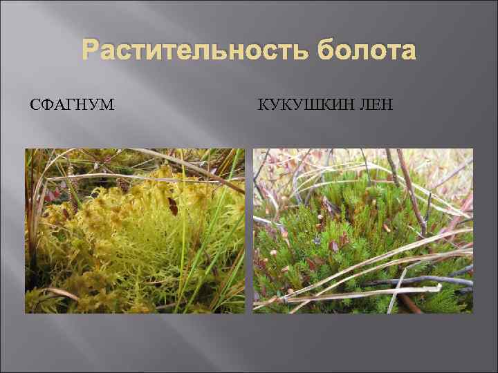 Растительность болота СФАГНУМ КУКУШКИН ЛЕН 