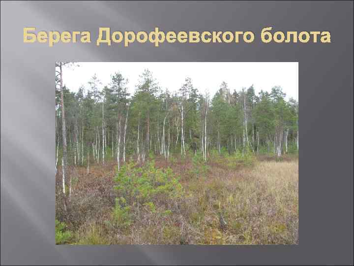 Берега Дорофеевского болота 