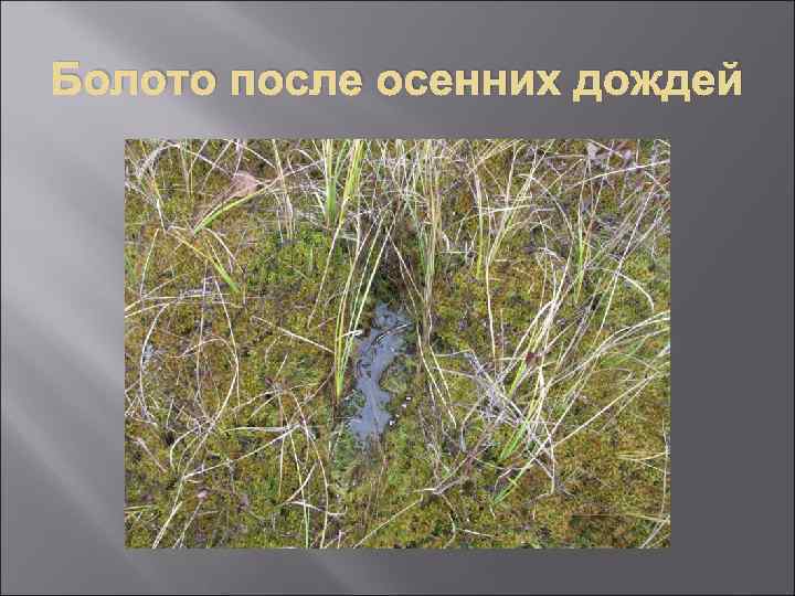 Болото после осенних дождей 