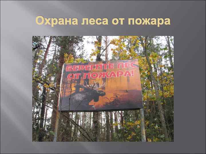 Охрана леса от пожара 
