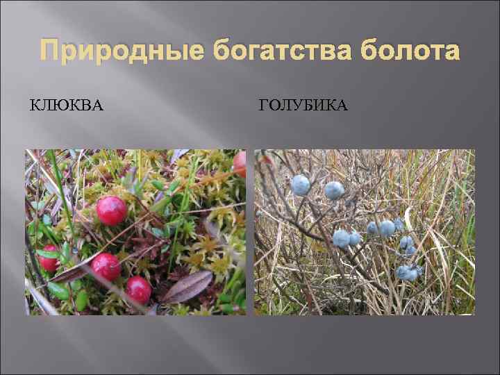 Природные богатства болота КЛЮКВА ГОЛУБИКА 