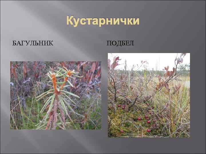 Кустарнички БАГУЛЬНИК ПОДБЕЛ 