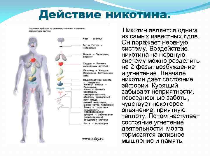 Действие никотина. Никотин является одним из самых известных ядов. Он поражает нервную систему. Воздействие