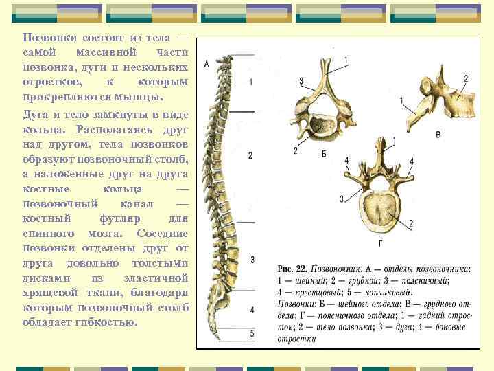 Назовите структуры кости взрослого человека обозначенные на рисунке цифрами 1 и 2 укажите