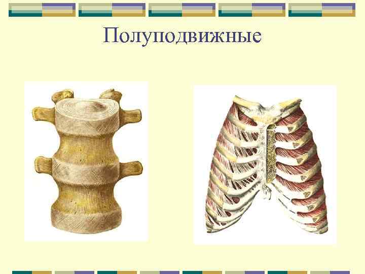 Какие кости скелета человека соединены полуподвижно