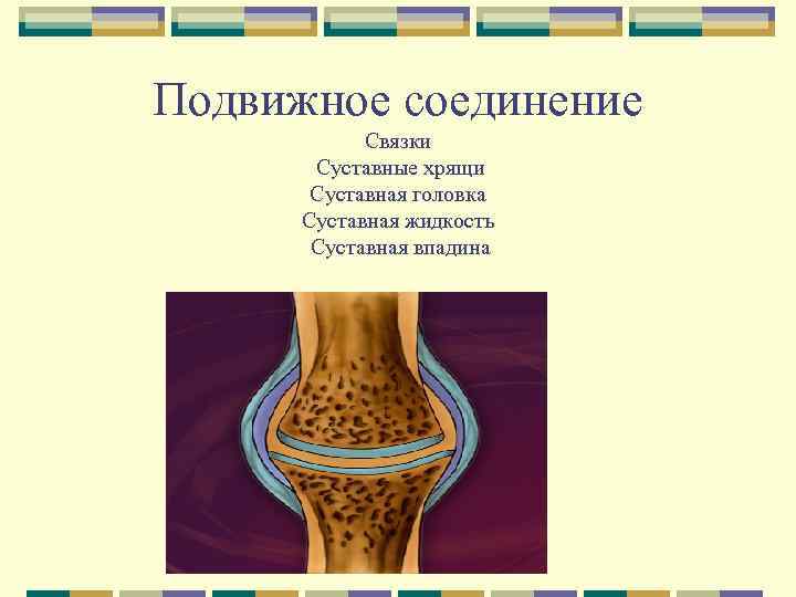 Суставная жидкость в суставе обеспечивает. Суставная головка и впадина. Суставная головка кости. Суставная головка суставная жидкость. Суставная головка и суставная впадина покрыты.