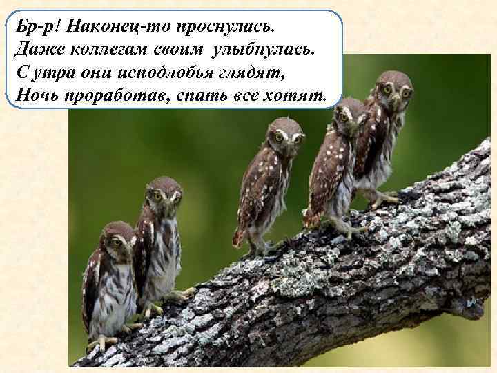 Бр-р! Наконец-то проснулась. Даже коллегам своим улыбнулась. С утра они исподлобья глядят, Ночь проработав,