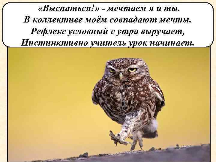  «Выспаться!» - мечтаем я и ты. В коллективе моём совпадают мечты. Рефлекс условный