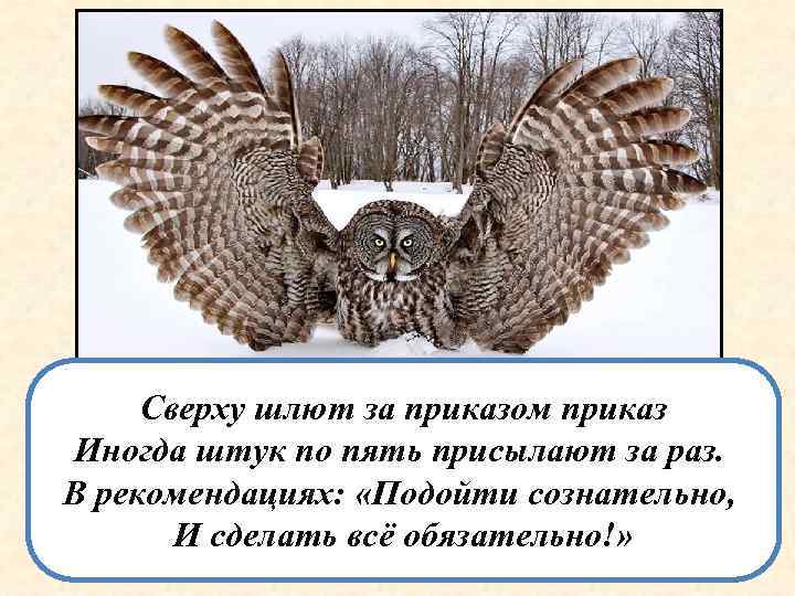 Сверху шлют за приказом приказ Иногда штук по пять присылают за раз. В рекомендациях: