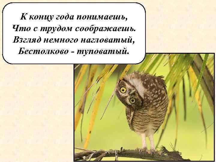 К концу года понимаешь, Что с трудом соображаешь. Взгляд немного нагловатый, Бестолково - туповатый.