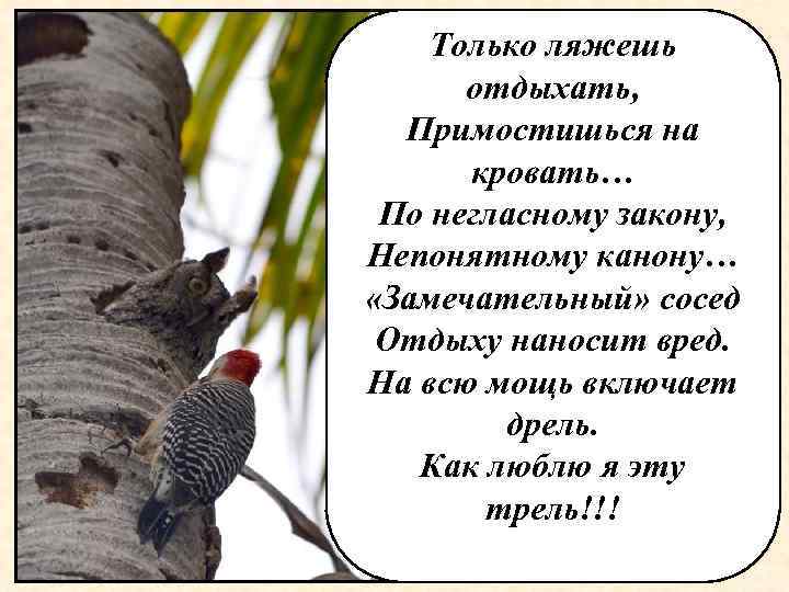 Только ляжешь отдыхать, Примостишься на кровать… По негласному закону, Непонятному канону… «Замечательный» сосед Отдыху