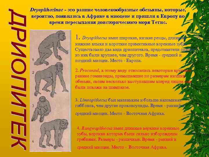 Dryopithecinae - это ранние человекообразные обезьяны, которые, вероятно, появились в Африке в миоцене и