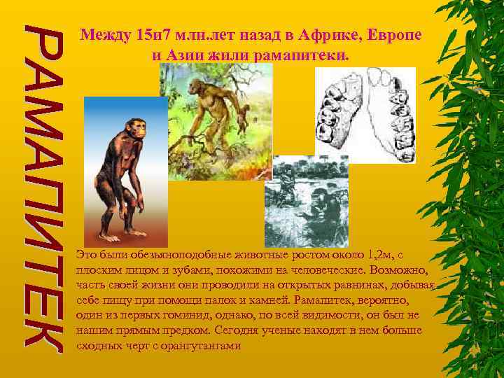 Между 15 и 7 млн. лет назад в Африке, Европе и Азии жили рамапитеки.