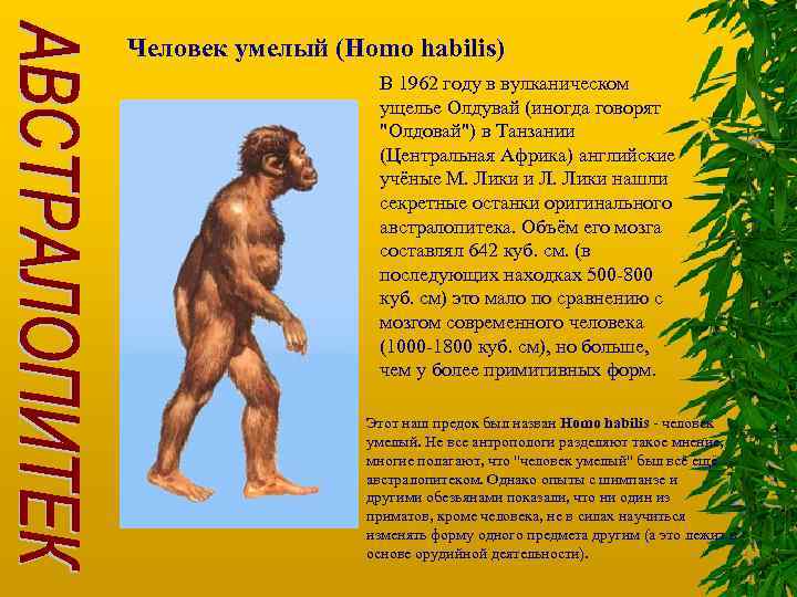 Человек умелый (Homo habilis) В 1962 году в вулканическом ущелье Олдувай (иногда говорят 