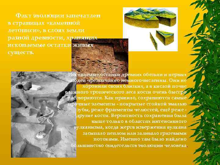 Факт эволюции запечатлен в страницах «каменной летописи» , в слоях земли разной древности, хранящих