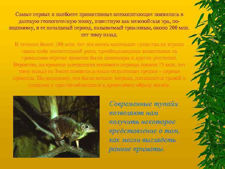 Самые первые и наиболее примитивные млекопитающие появились в далекую геологическую эпоху, известную как мезозойская