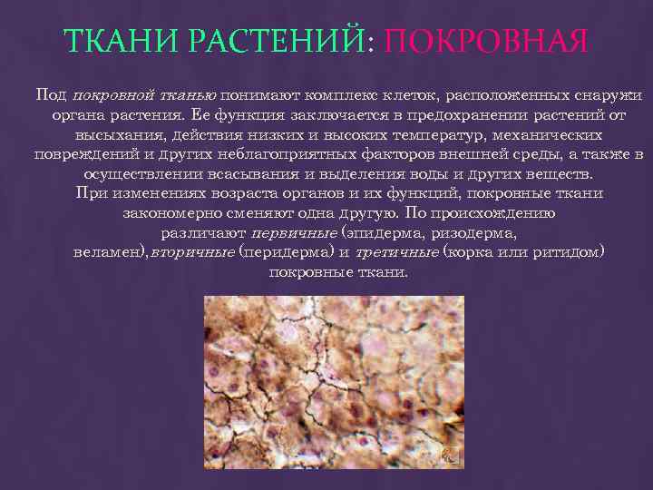 ТКАНИ РАСТЕНИЙ: ПОКРОВНАЯ Под покровной тканью понимают комплекс клеток, расположенных снаружи органа растения. Ее