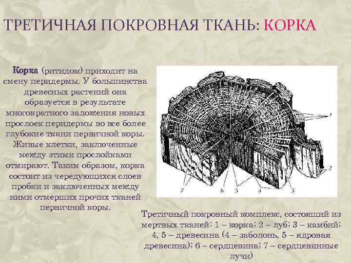 ТРЕТИЧНАЯ ПОКРОВНАЯ ТКАНЬ: КОРКА Корка (ритидом) приходит на смену перидермы. У большинства древесных растений