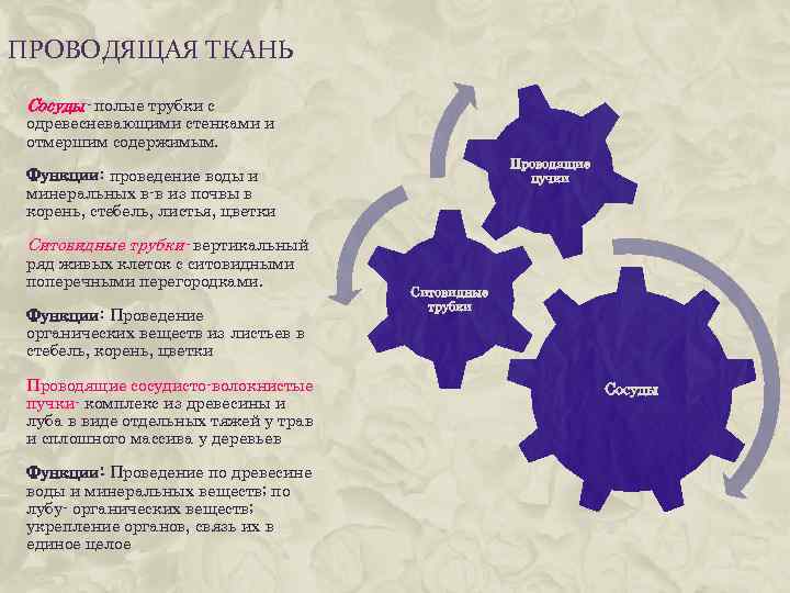 ПРОВОДЯЩАЯ ТКАНЬ Сосуды- полые трубки с одревесневающими стенками и отмершим содержимым. Проводящие пучки Функции: