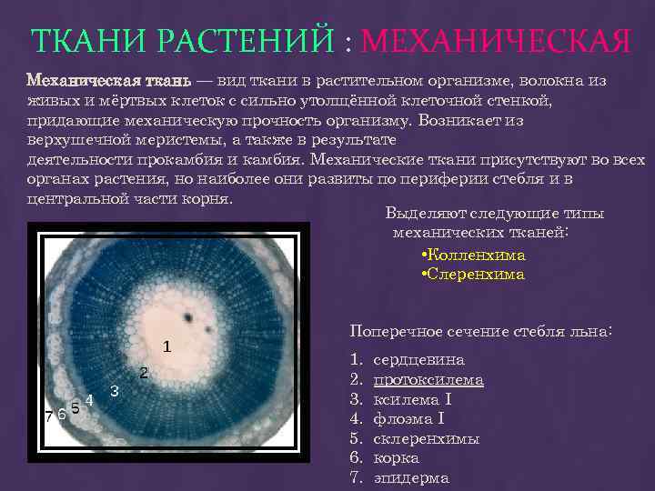 Ткани придающие прочность растениям. Механическая ткань растений. Волокна механической ткани у растений. Типы механических тканей. Механическая ткань.