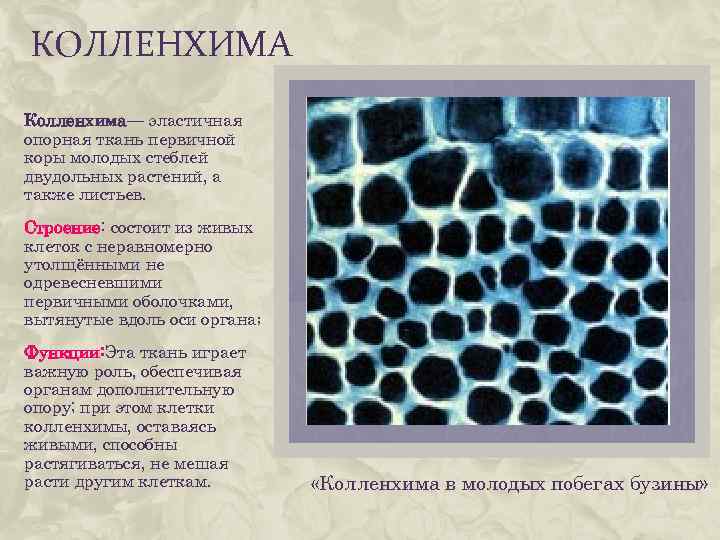 КОЛЛЕНХИМА Колленхима— эластичная опорная ткань первичной коры молодых стеблей двудольных растений, а также листьев.