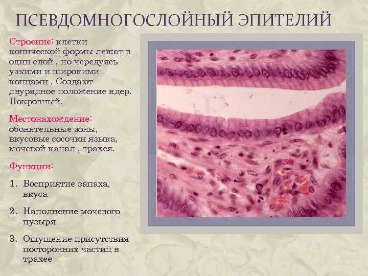 ПСЕВДОМНОГОСЛОЙНЫЙ ЭПИТЕЛИЙ Строение: клетки конической формы лежат в один слой , но чередуясь узкими