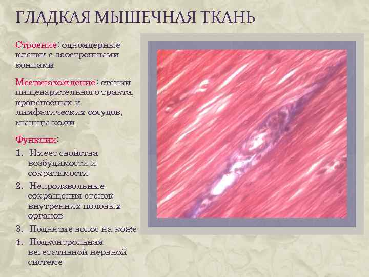 Какими свойствами обладает клетки мышечной ткани. Мышечная ткань строение функции расположение. Особенности строения клетки гладкой мышечной ткани. Клетки мышечной ткани функции и особенности строения. Функции гладкой мышечной ткани гистология.