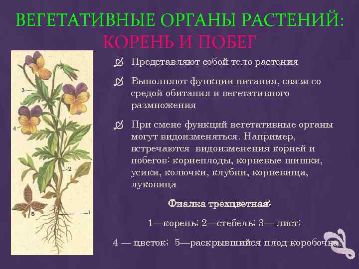 ВЕГЕТАТИВНЫЕ ОРГАНЫ РАСТЕНИЙ: КОРЕНЬ И ПОБЕГ Представляют собой тело растения Выполняют функции питания, связи