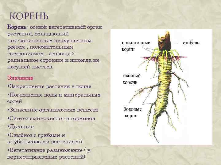 КОРЕНЬ Корень- осевой вегетативный орган растения, обладающий неограниченным верхушечным ростом , положительным геотропизмом ,